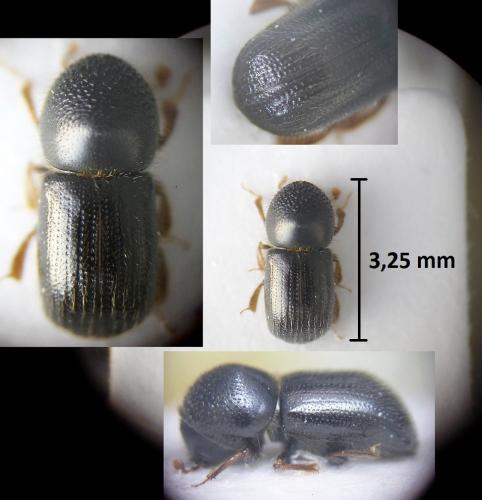 Réf. 203 766 : Anisandrus dispar